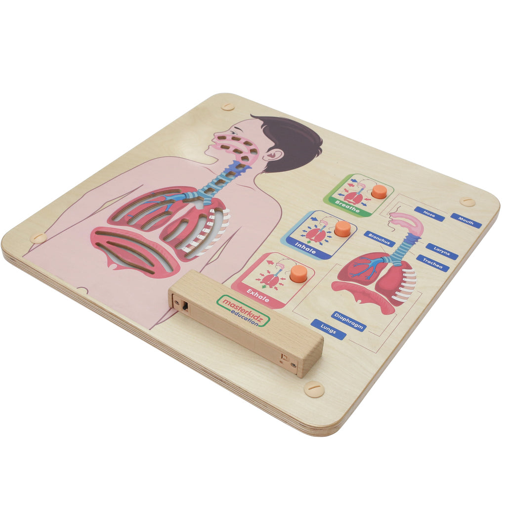 Masterkidz Wall Elements - Respiratory System