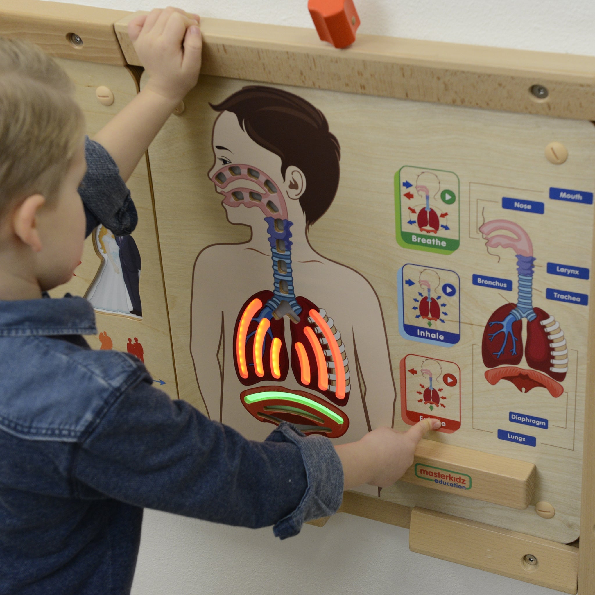 Masterkidz Wall Elements - Respiratory System