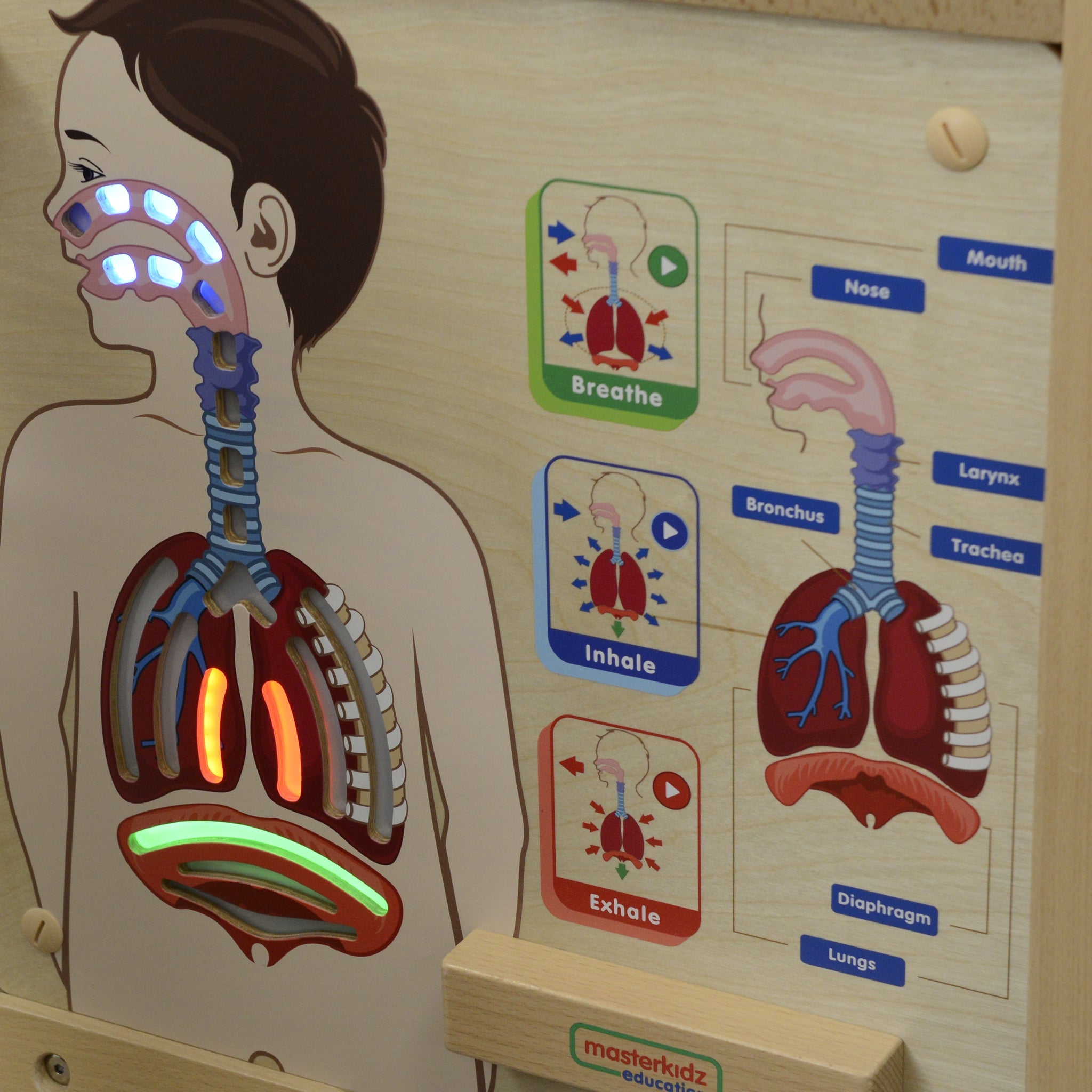 Masterkidz Wall Elements - Respiratory System