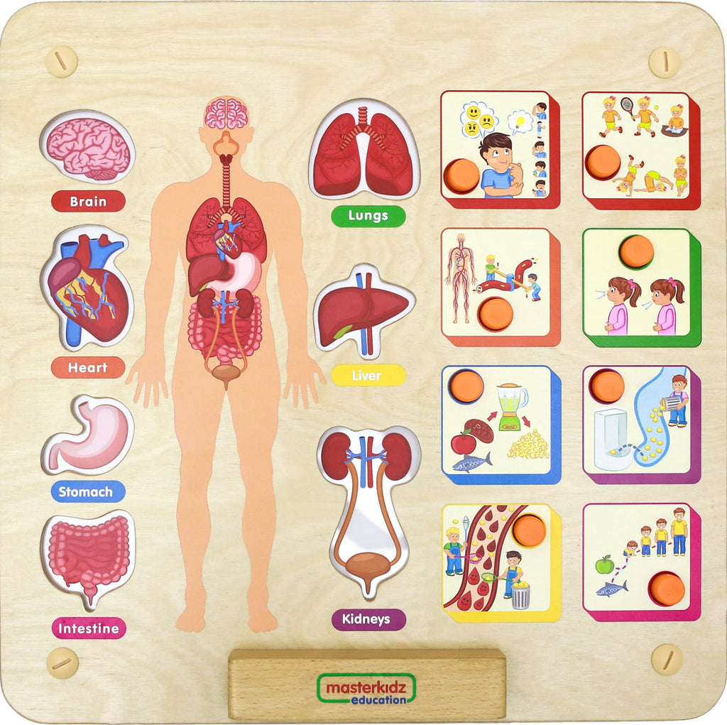 Masterkidz Wall Element - Human body Systems